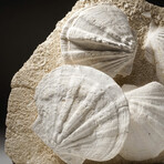 Giant Pre Historic Sea Scallops in Matrix