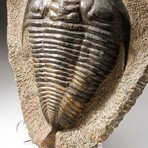 Huge Natural Paradoxides Trilobite Fossil in Matrix + Acrylic Display Stand