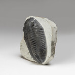 Genuine Trilobite Fossil
