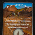 Genuine Pterosaur Dinosaur Tooth + Display Box