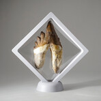Genuine Natural Pre Historic Basilousaurus Whale Tooth + Display Box // V1