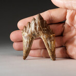 Genuine Natural Pre Historic Basilousaurus Whale Tooth + Display Box // V2