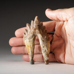 Genuine Natural Pre Historic Basilousaurus Whale Tooth + Display Box // V3