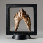 Genuine Natural Pre Historic Basilousaurus Whale Tooth + Display Box // V2