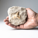 Genuine Pre-Historic Shark Tooth Fossil On Matrix
