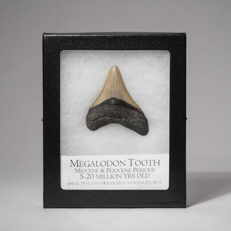 Genuine Megalodon Shark Tooth in Display Box // 2-3"
