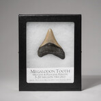 Genuine 2-3"Megalodon Shark Tooth + Display Box