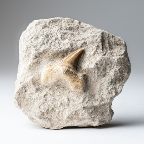 Genuine Pre-Historic Shark Tooth Fossil On Matrix