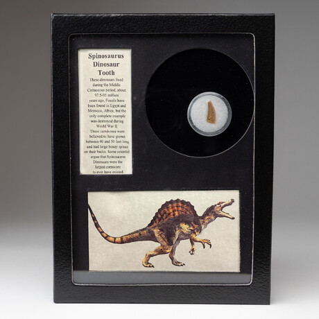 Spinosaur Dinosaur Tooth in Display Box