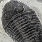 Genuine Trilobite Fossil