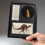Genuine Spinosaurus Dinosaur Tooth in Display Box