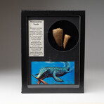 Genuine Mosasaur Dinosaur Tooth + Display Box