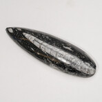 Genuine Polished Orthoceras Fossil // Small