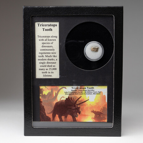 Triceratops Dinosaur Tooth in Display Box