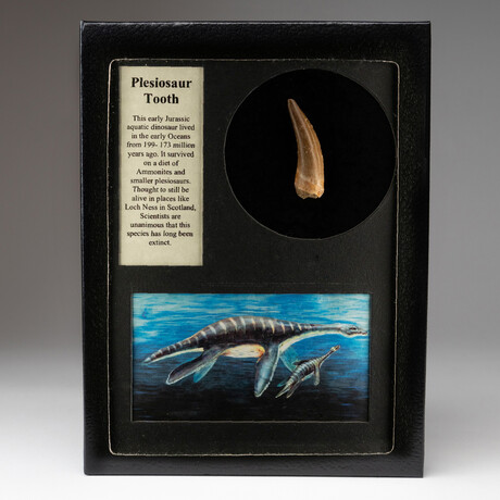 Genuine Plesiosaur Dinosaur Tooth + Display Box