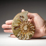 Genuine Polished Calcified Ammonite Half // 172.5 g