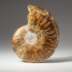 Genuine Polished Calcified Ammonite Half // 172.5G