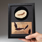 Genuine Knightia Fossil Fish + Glass Display Box