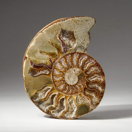 Genuine Polished Calcified Ammonite Half // Small