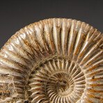 Genuine Natural Ammonite Fossil // Small