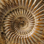 Genuine Natural Ammonite Fossil // Small