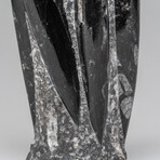 Genuine Polished Orthoceras Natural Fossil Statue