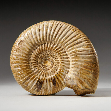 Genuine Natural Ammonite Fossil // Large