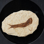Genuine Knightia Fossil Fish in a Glass Display Box