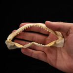 Genuine Black Tip Shark Jaw // Small