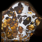 Imilac Pallasite Meteorite // Exterior Part Slice