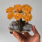 The Prosperity Tree // Genuine Medium Citrine Clustered Gemstone Tree on White Quartz Matrix // V1