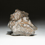 Genuine Natural Sikhote-Alin Meteorite + Display Box // V2 // 46 g