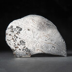 Large Genuine Seymchan Meteorite Slice + Acrylic Display Stand // 205 g