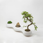 Sakura Planter + Poplar Stand (Gray)
