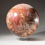 Giant Petrified Wood Sphere + Acrylic Display Stand