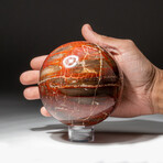 Genuine Polished Petrified Wood Sphere // V3