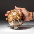 Genuine Polished Petrified Wood Sphere // V4