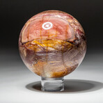 Genuine Polished Petrified Wood Sphere // V2