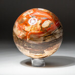 Genuine Polished Petrified Wood Sphere // V4