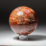 Genuine Polished Petrified Wood Sphere // V3