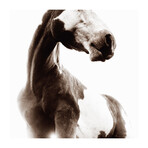 Sosa (24"W x 24"H, Edition 25)