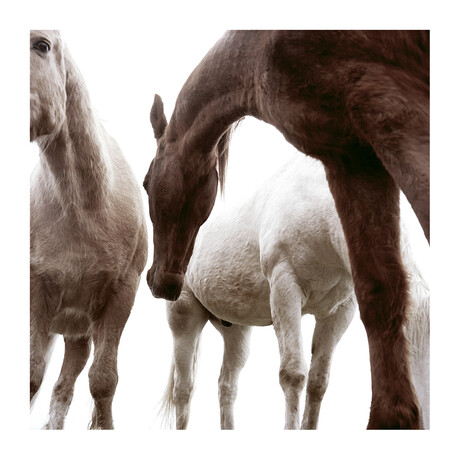 Three Horses (24"W x 24"H, Edition 25)