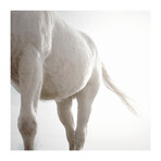 White (24"W x 24"H, Edition 25)