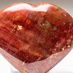 Genuine Polished Petrified Wood Heart + Acrylic Display Stand // V1