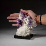 Genuine Polished Hand-Carved Purple Fluorite Fish on Albite Matrix + Custom Acrylic Display Stand