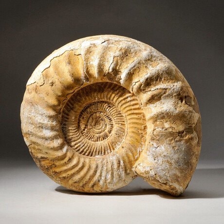 Natural Ammonite Fossil // 21.8 lb