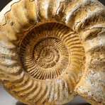 Natural Ammonite Fossil // 21.8 lb