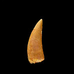 Raptor Tooth