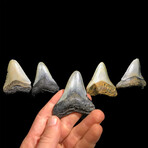 Megalodon Tooth // Small Ver. 1