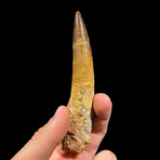 Spinosaurus Tooth // Ver. 4